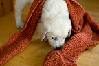 foto4/