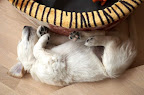 foto11/