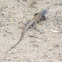 Painted Desert Whiptail