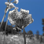 IMG_3523.JPG