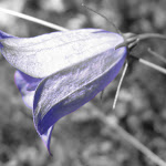 IMG_3459.JPG