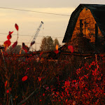 red barn bush.JPG