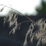 weeds freeway (1 of 1).jpg weeds freeway (1 of 1).jpg