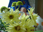 Une fleur dans les fleurs / A flower amongst flowers