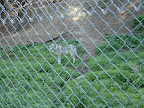Loup