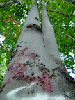 Big tree, petty vandalism