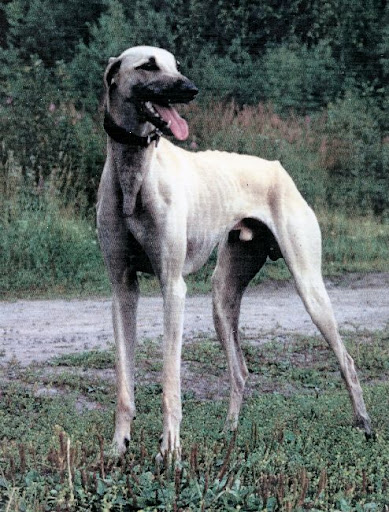 Kuva