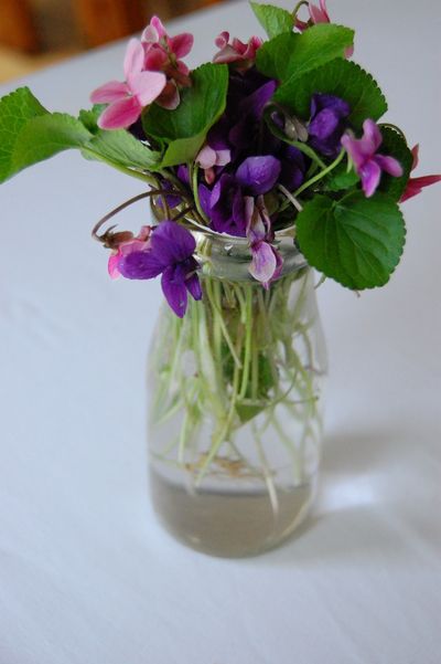 6a00d83451c0f869e201156f912674970b 400wi {i heart: violets}