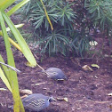 California Quail