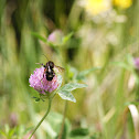 Bumble bee