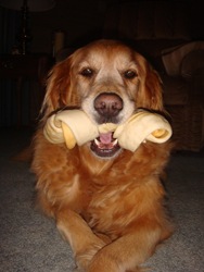 [dog pics (23)[3].jpg]