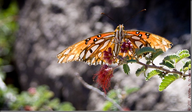 Flutterby