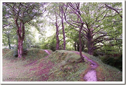 Fairy Circle