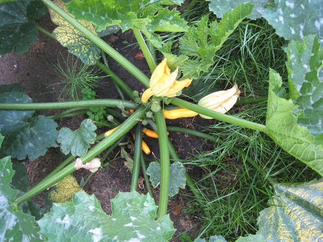 [courgettes[2].jpg]
