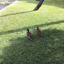 Mallard Duck