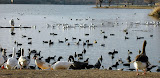 The Birds