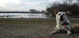 Alice ignores the Birds