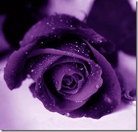 Violet_Roses