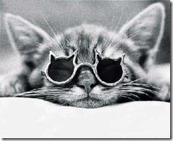 cat_with_glasses