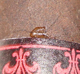 DSC06961.JPG