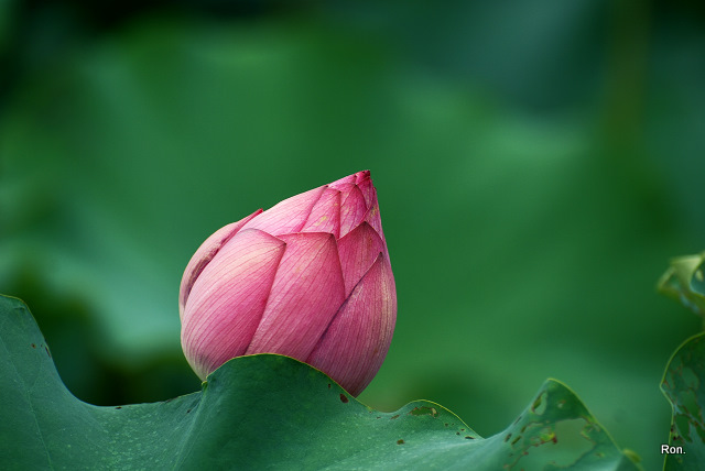 DSC_1267.jpg