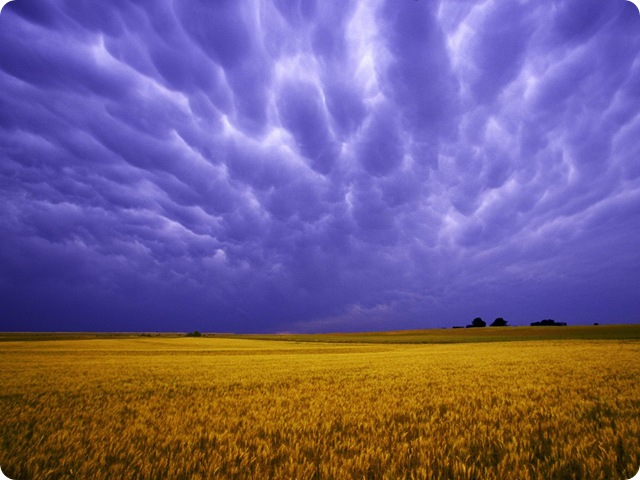 Field%20of%20Amber%20Grains,%20Iowa Field%20of%20Amber%20Grains,%20Iowa