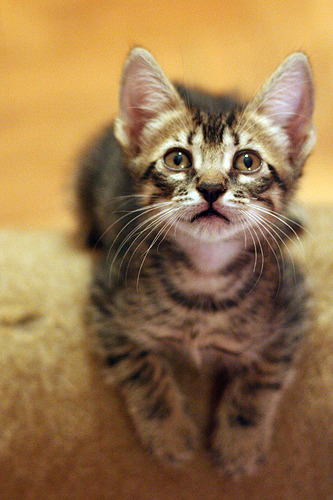 cute rescued kitten
