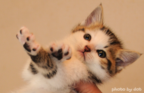 cute kitten cute kitty cat pic
