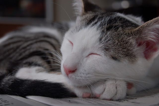 cute cat sleeping