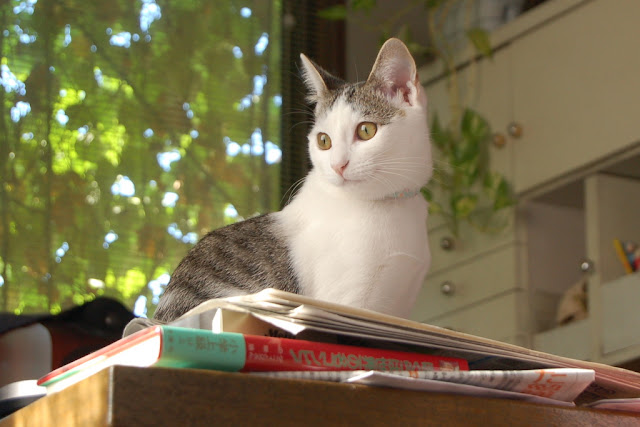 cute cat sitting on books