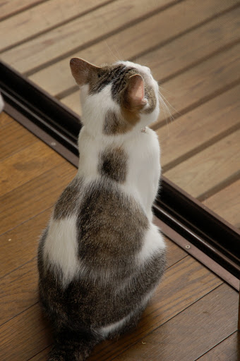 cute cat looking out the window