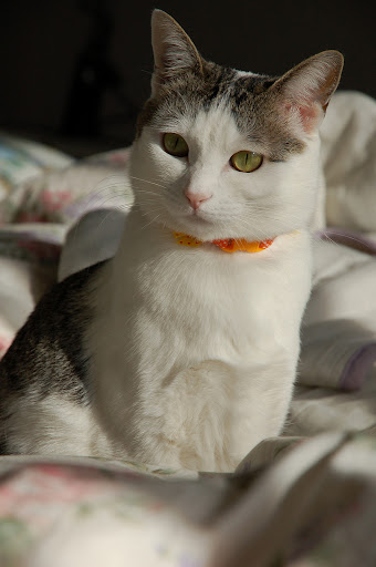beautiful cat