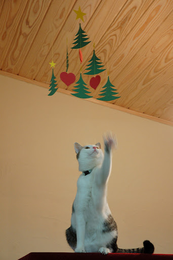 cute cat playing 