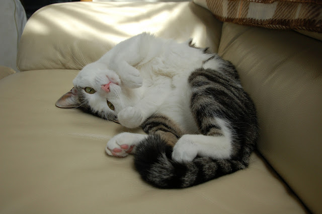 cute cat rolling on couch