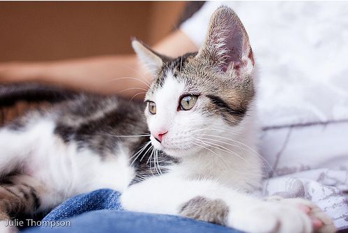 cute kitten pic
