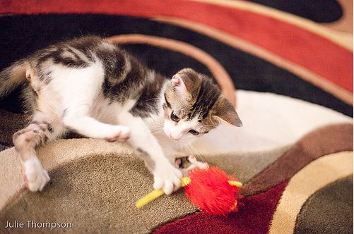 cute kitten playing with a toy