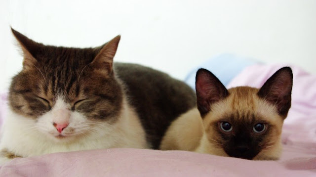 cute cat and siamese kitten