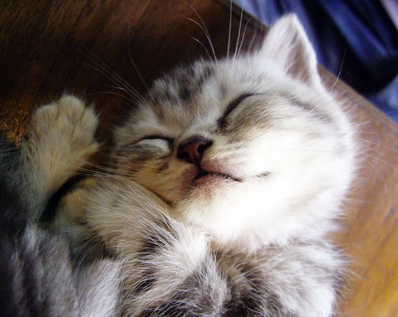 cute sleepy kitten