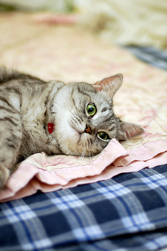cute cat lying in bed cute cat lying in bed