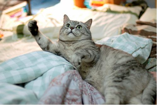 cute cat funny pose