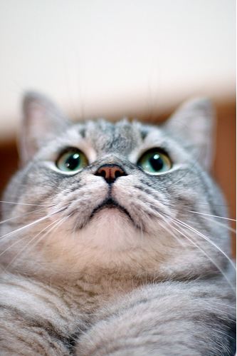 cute cat