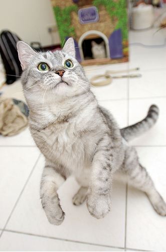 cute cat 
