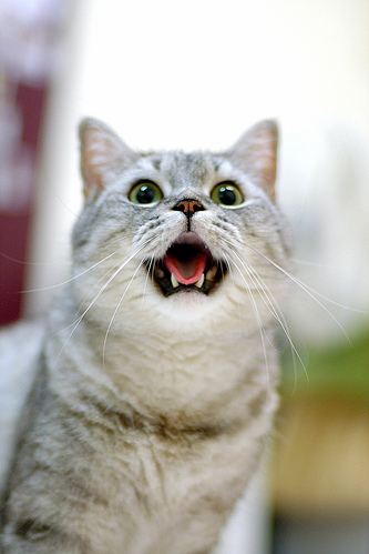 cute smiley cat