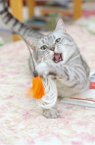 cute playful cat