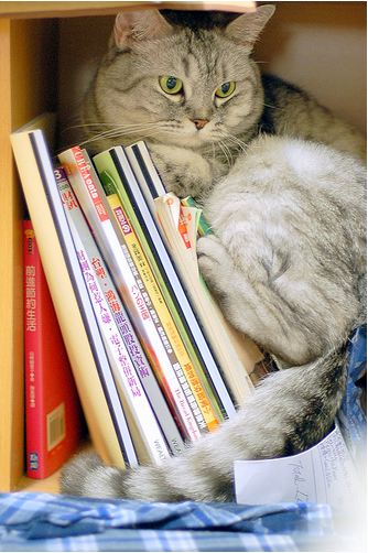 cute cat resting on a pile of books