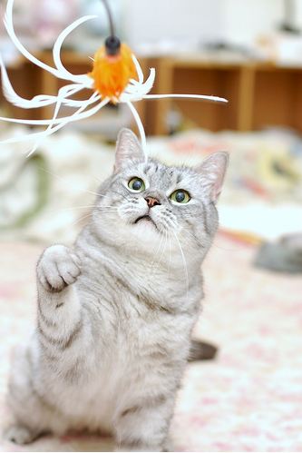 cute cat playing with a toy