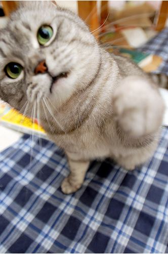 cute cat trying to grab camera