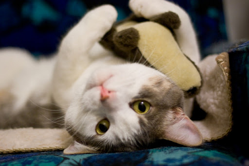 cute cat cuddling stuffed toy cute cat cuddling stuffed toy