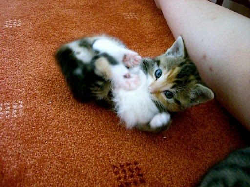 cute rescued kitten playing with a toy cute rescued kitten playing with a toy mouse