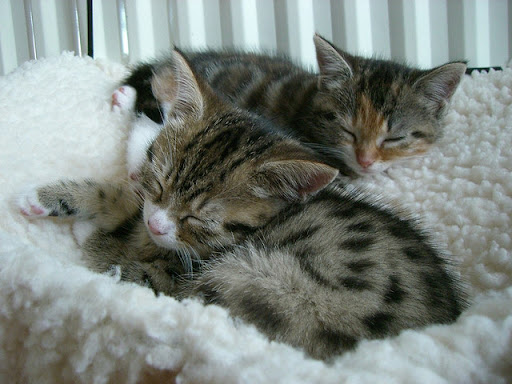 cute rescued kitten cute rescued kitten